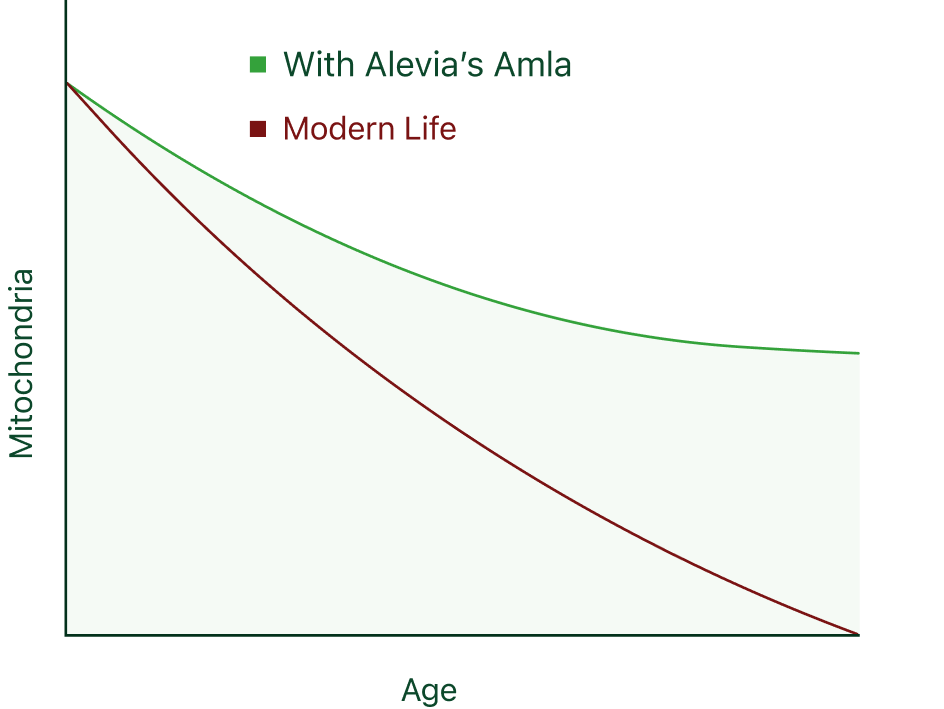 Chart showing changes in mitochondrial energy